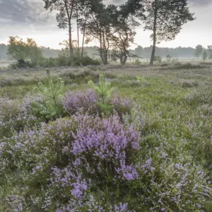 Castelein 100 Landscapes