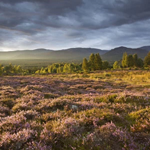 Heather moorland in flower, birch woodland and Cairngorm mountain range, Cairngorms National Park