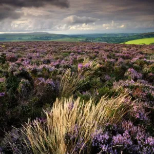 Heather and moorland view, near Birch tor, Dartmoor NP, Devon, UK, August 2008 Heather and moorland view, near Birch tor, Dartmoor NP, Devon, UK, August 2008