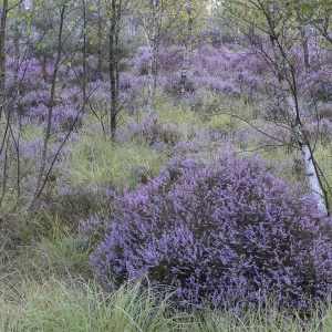 Heathland with Common heather (Calluna vulgaris) amongst Birch (Betula sp) trees Heathland with Common heather (Calluna vulgaris) amongst Birch (Betula sp) trees