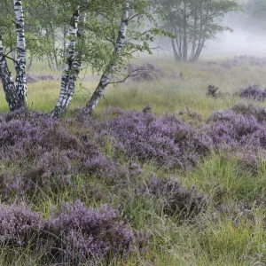 Heathland with Common heather (Calluna vulgaris) amongst Birch (Betula sp) trees Heathland with Common heather (Calluna vulgaris) amongst Birch (Betula sp) trees