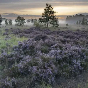 Terrain de lande avec Callune commune (Calluna vulgaris) et arbres épars. Terrain de lande avec Callune commune (Calluna vulgaris) et arbres épars.