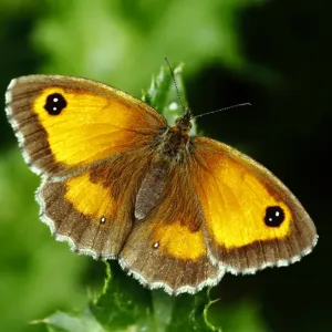 Hedge Brown / Gatekeeper butterfly (Pyronia tithonus) basking wings open, Southwest London