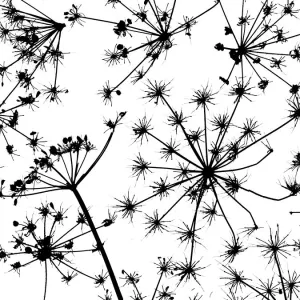 Hedge parsley (Torilis japonica) close up pattern of dead seed heads