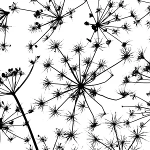 Hedge Parsley Print: Close-up Dead Seed Heads on White Hedge Parsley Print: Close-up Dead Seed Heads on White