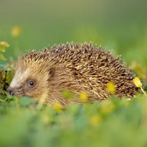 Hedgehog (Erinaceus europaeus)