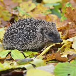 Hedgehog Print - Autumn Dorset UK Hedgehog Print - Autumn Dorset UK
