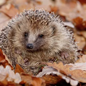 Autumn