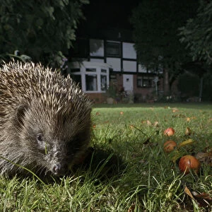 Hedgehog (Erinaceus europaeus) foraging on a lawn in a suburban garden at night, Chippenham