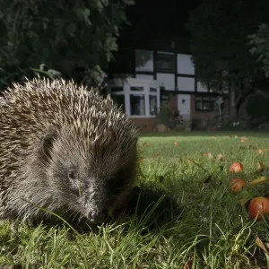 Le hérisson (Erinaceus europaeus) se nourrissant sur un gazon dans un jardin suburbain la nuit, Chippenham. Le hérisson (Erinaceus europaeus) se nourrissant sur un gazon dans un jardin suburbain la nuit, Chippenham.