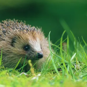 Hedgehog (Erinaceus europaeus) Scotland