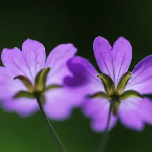 Two Hedgerow cranesbills (Geranium pyrenaicum) flowers, Larochette, Mullerthal, Luxembourg Two Hedgerow cranesbills (Geranium pyrenaicum) flowers, Larochette, Mullerthal, Luxembourg