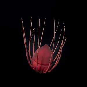 Deep Sea Helmet Jellyfish Print Deep Sea Helmet Jellyfish Print
