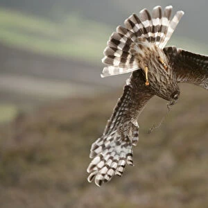 Hen harrier (Circus cyaneus) adult female diving to nest site, carrying nesting material