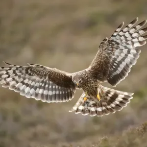 Hen harrier (Circus cyaneus) adult female in flight, approaching nest with food for chicks Hen harrier (Circus cyaneus) adult female in flight, approaching nest with food for chicks