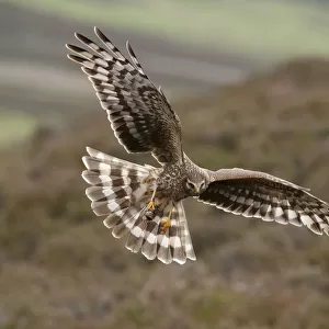 Hen harrier (Circus cyaneus) adult female in flight, landing at nest with food for chicks