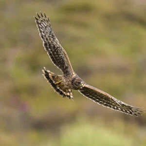Hen harrier (Circus cyaneus) recently fledged chick in flight, Scotland, UK. July