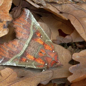 Herald moth (Scoliopteryx libatrix) camouflaged in leaf litter, Gosford Forest Park, Co. Armagh, Northern Ireland. September