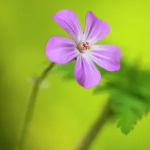 Herb robert (Geranium robertianum) flower, Coombe Valley, Cornwall, UK, May