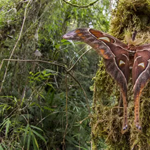 Hercules moth (Coscinocera hercules) recently emerged in montane rinforest. Ambua Lodge
