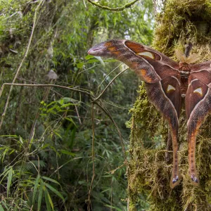 Hercules moth (Coscinocera hercules) recently emerged in montane rinforest. Ambua Lodge