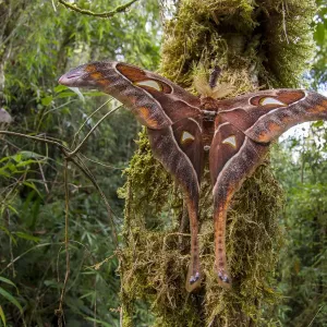 Hercules Moth Print: Emerged Individual in Montane Rainforest Hercules Moth Print: Emerged Individual in Montane Rainforest