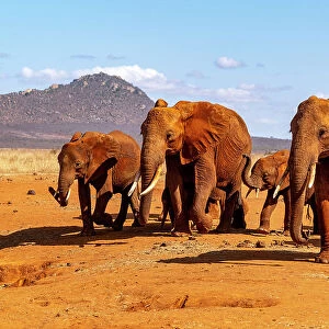Herd of African elephants (Loxodonta africana) coming to drink at waterhole. Tsavo East National Park, Kenya