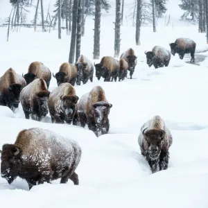 Herd of American bison (Bison bison) in snow, Yellowstone National Park, Wyoming, Yellowstone