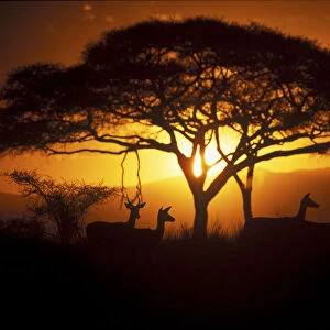 Herd of Impala (Aepyceros melampus) silhouetted at sunset, Ngorongoro Conservation Area