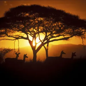 Herd of Impala (Aepyceros melampus) silhouetted at sunset, Ngorongoro Conservation Area Herd of Impala (Aepyceros melampus) silhouetted at sunset, Ngorongoro Conservation Area