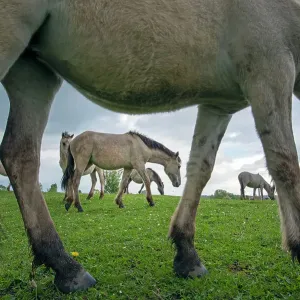Herd of Konik wild horses (Equus ferus caballus) grazing in meadow, Meinerswijk nature reserve, near Arnhem, the Netherlands. May Herd of Konik wild horses (Equus ferus caballus) grazing in meadow, Meinerswijk nature reserve, near Arnhem, the Netherlands. May