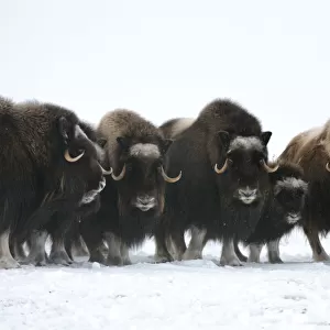 Herd of Muskox with calf (Ovibos moschatus) Banks Island, North West Territories, Canada