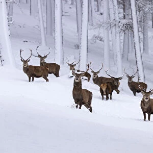 Herd of Red deer (Cervus elaphus) stags in clearing in snow covered pine forest