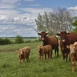 Herd of Salers cattle - cows and calves (Bos sp. ), Aisne, France, May