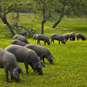 Herd of Spanish black pigs grazing, Sevilla, Andalucia, Spain, March 2008