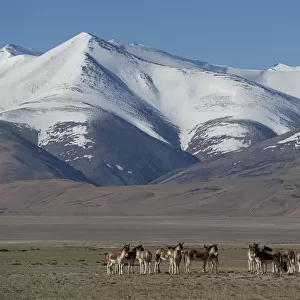 Herd of Tibetan Wild Ass (Equus kiang) with view of snow capped mountains behind