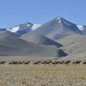 Tibetan Wild Asses Print, 4600m Altitude Tibetan Wild Asses Print, 4600m Altitude