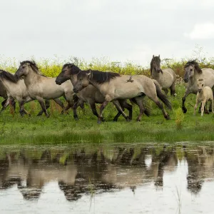 A herd of wild konik horses running, with refection in water