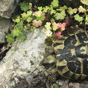 Hermanns / Dalmatian tortoise (Testudo hermanni hercegovinensis) near Svitava Lake