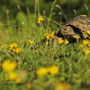 Hermanns tortoise (Testudo hermanni) Shebeniku-Jabllanica National Park, Albania Hermanns tortoise (Testudo hermanni) Shebeniku-Jabllanica National Park, Albania