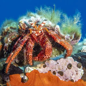 Hermit crab (Dardanus calidus) Vis Island, Croatia, Adriatic Sea, Mediterranean