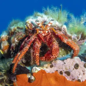 Hermit Crab Print (Dardanus calidus) Vis Island, Croatia Hermit Crab Print (Dardanus calidus) Vis Island, Croatia