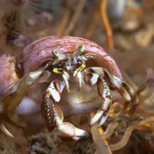 Hermit crab on yellow sponge print Hermit crab on yellow sponge print