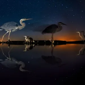 Herons at night on Lake Csaj, Kiskunsag National Park, Hungary. Winner of the Birds category