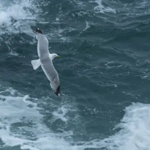 Herring Gull in Flight Print Herring Gull in Flight Print