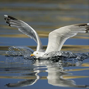 Herring gull (Larus argentatus) landing on water, Flatanger, Nord Trndelag, Norway