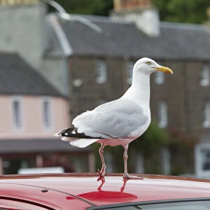 Herring gull (Larus argentatus) standing on the roof of a car, Portree, Skye, Scotland