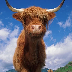 Highland cattle bull portrait {Bos taurus} Scotland UK