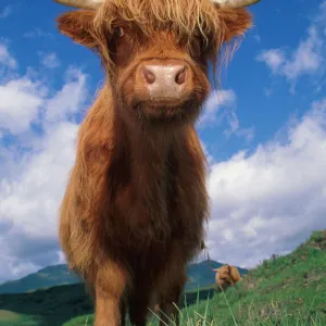 Highland cattle bull portrait {Bos taurus} Scotland UK