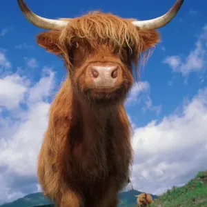 Highland cattle bull portrait {Bos taurus} Scotland UK Highland cattle bull portrait {Bos taurus} Scotland UK